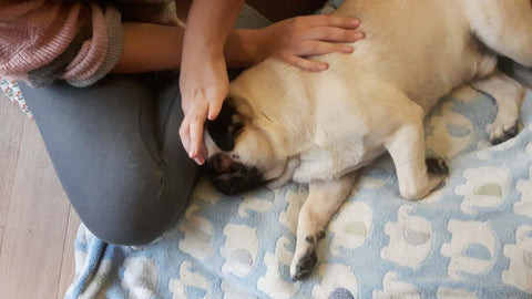 massage tête de chien