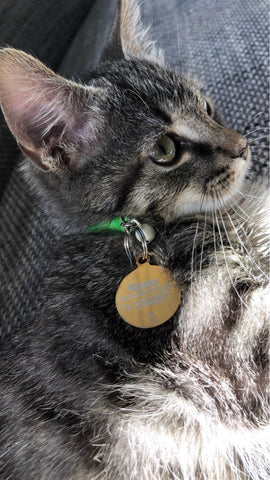 médaille pour chat