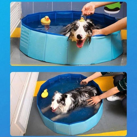 piscine pour chien bleu
