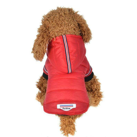 veste imperméable fashion pour chien