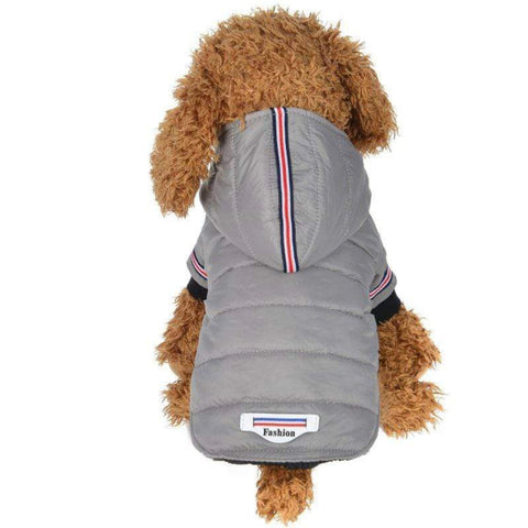 veste fashion imperméable pour chien