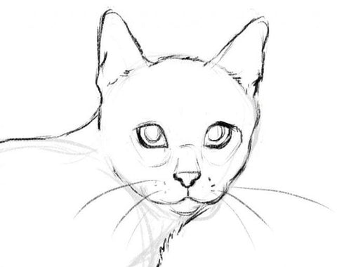 visage du chat dessin