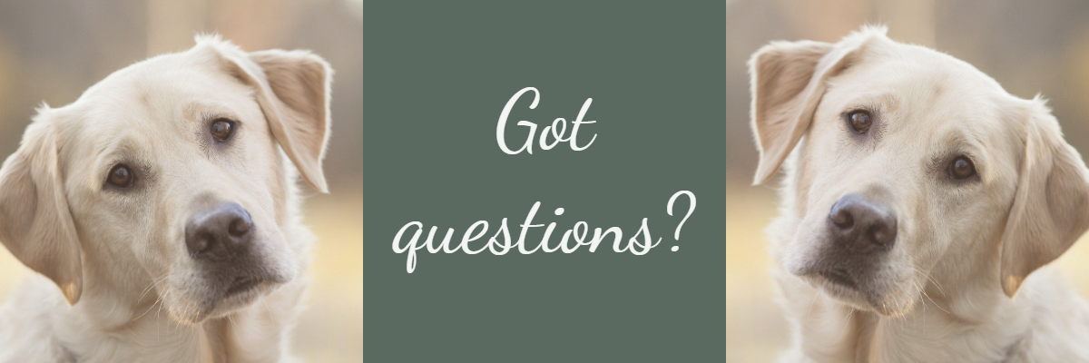 Labradors asking Questions Contact Us - The Sage Haven