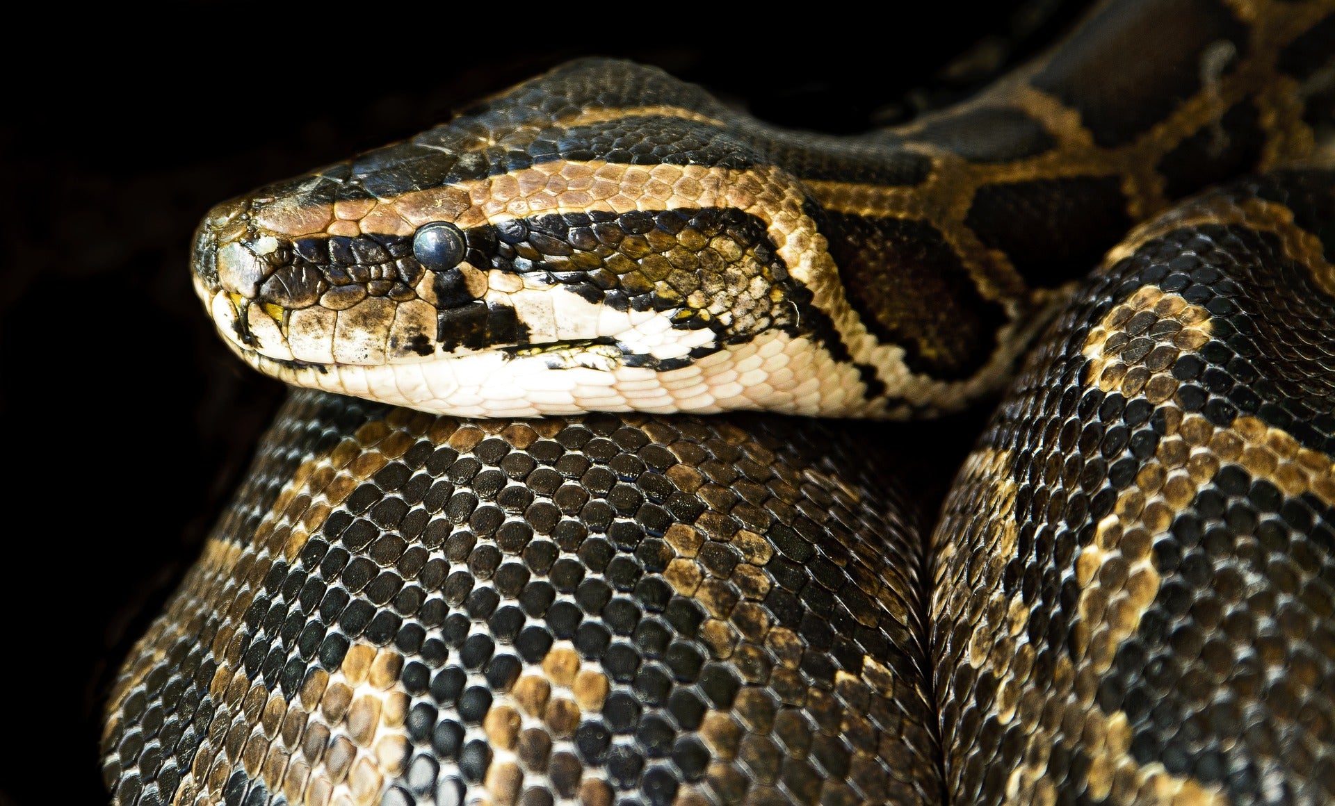 swimming with my pet boa constrictor