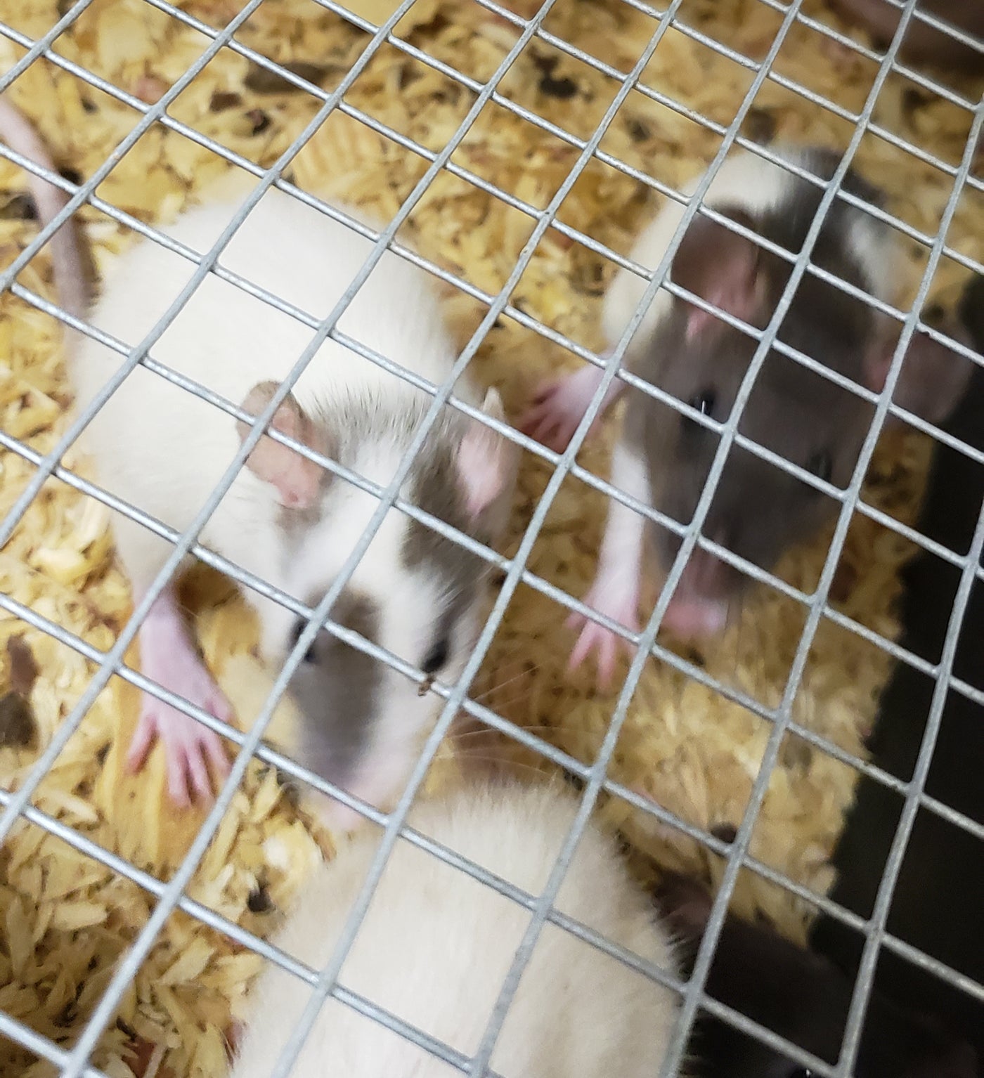 medium rat cage