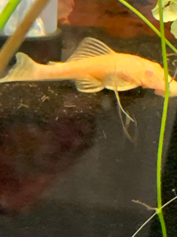 what is common large pleco a albino 3-inch pleco