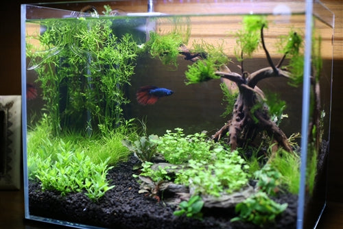 Custom Aquarium Aquascape Design  AquariumPlants com