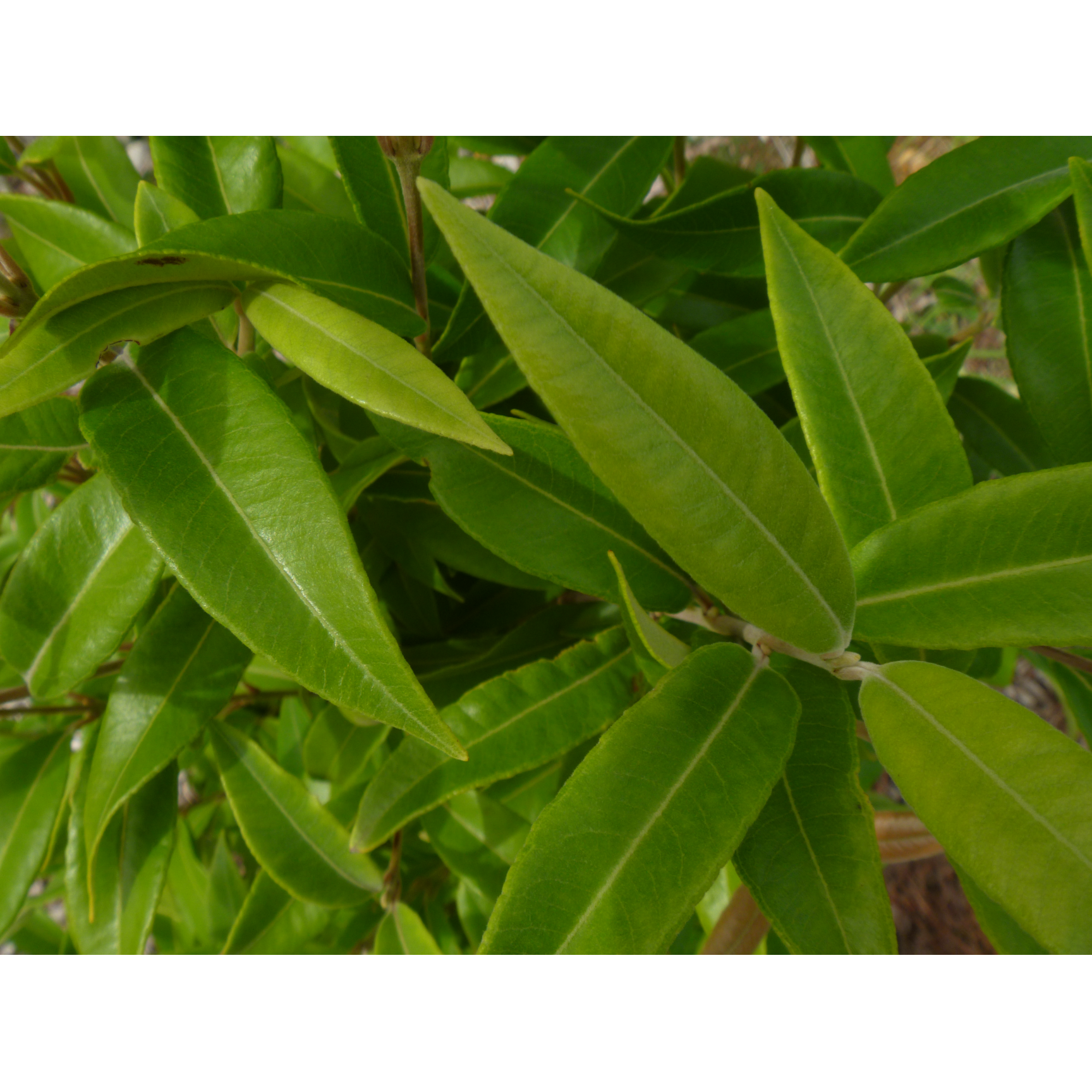 lemon myrtle leaf - lemon myrtle leaf side effects