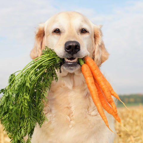 dog with carrots in mouth