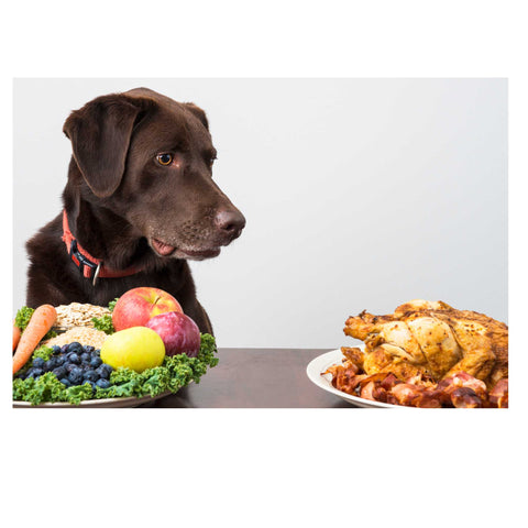 dog looking at a plate of meat over the plate of vegetables