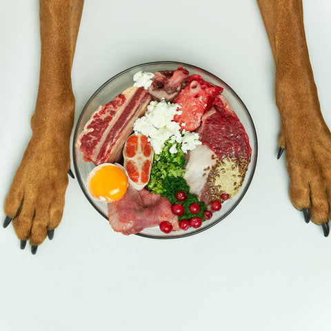 dog paws on either side of a plate of food
