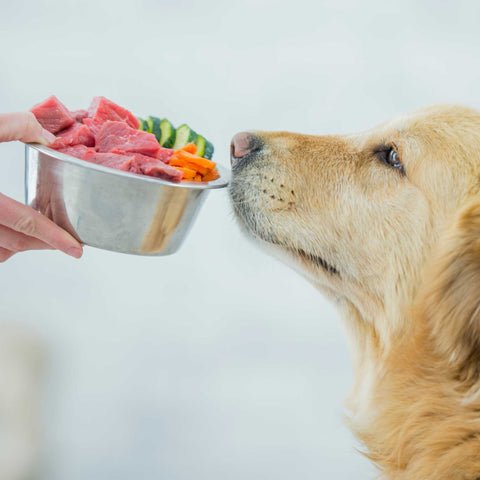 dog smelling a bowl of meat and vegetables