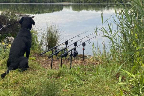 Reggie the Carp Hound watching the lake.