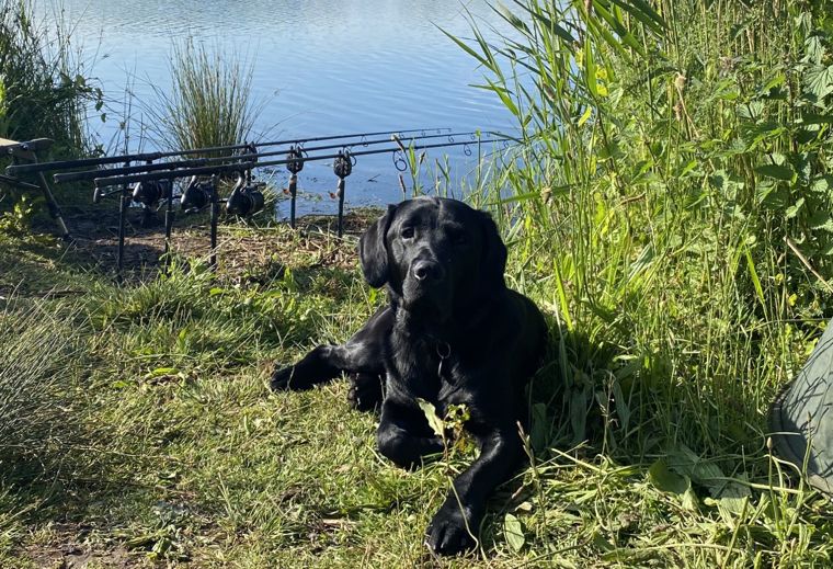 Reg, the fishing hound chilling by the rods on a large gravel pit