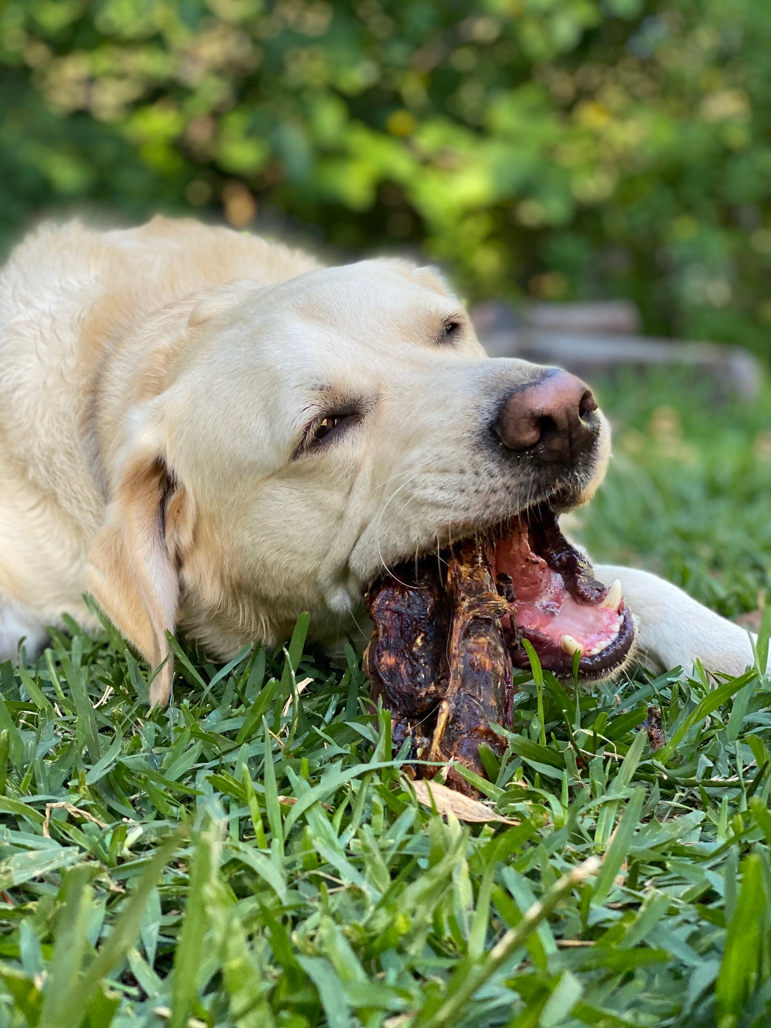 can dogs eat beef tail