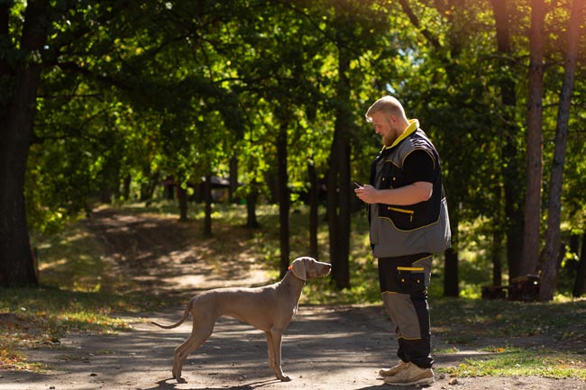 18.-How-long-does-it-take-to-train-my-dog-with-an-e-collar.jpg