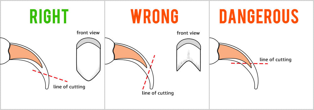 how to cut dog's nail correctly