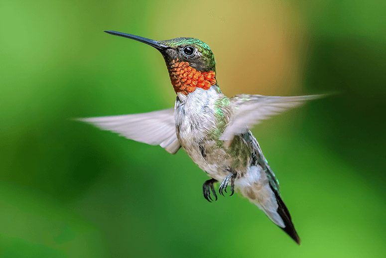 Lavilo™ Greeting Cards - Male Ruby-Throated Hummingbird