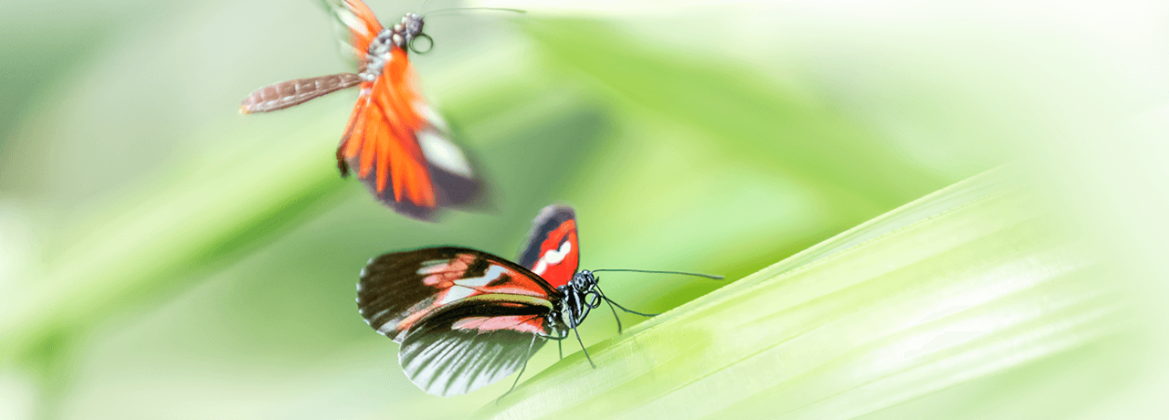 Lavilo™ Greeting Cards - Butterfly Collection
