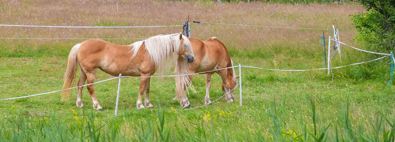 Lavilo™ Greeting Cards - Horses Collection