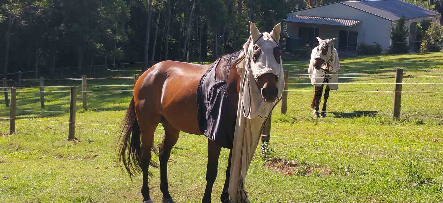 Horses wear. Конь. Лошадь жеребец. Кони место. Лошадь Мем.