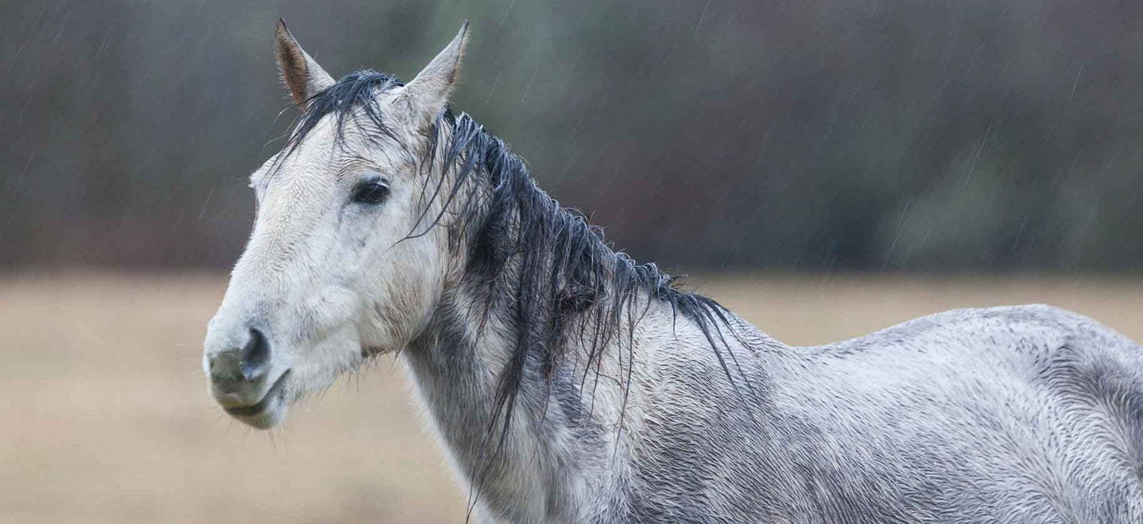 Rain Scald And Horses Caribu Horse Wear