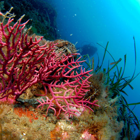 oceana-save-coral-reefs