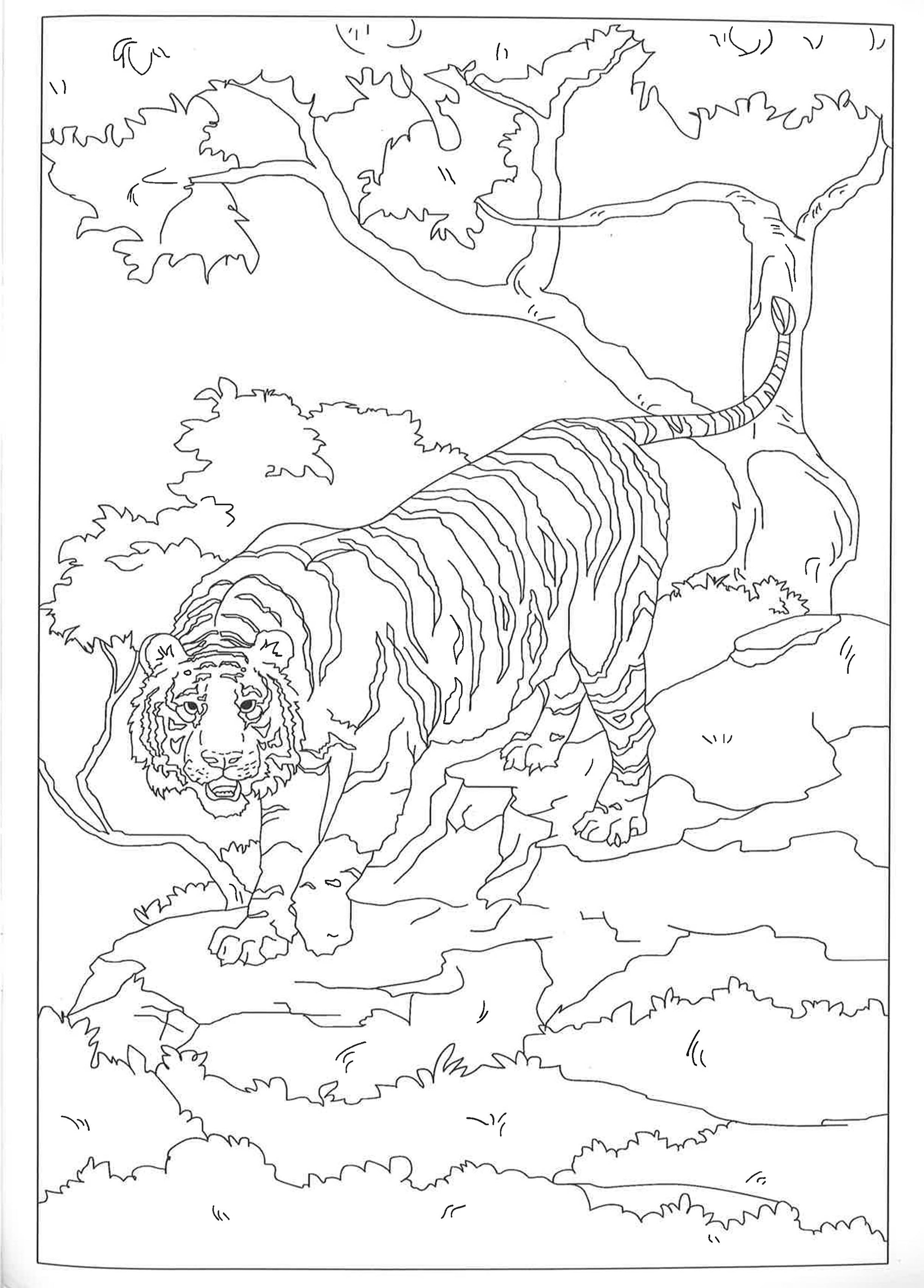 Creative Colouring For Adults: Wild Animals - BookXcess Online