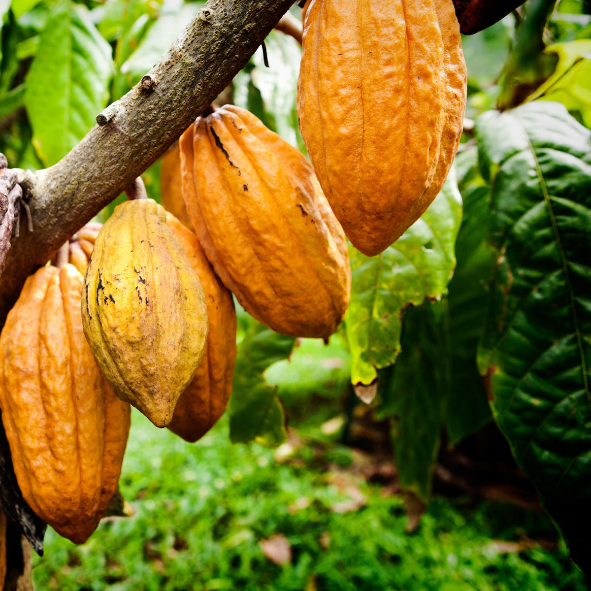 Cacao Butter Terrasoul Superfoods