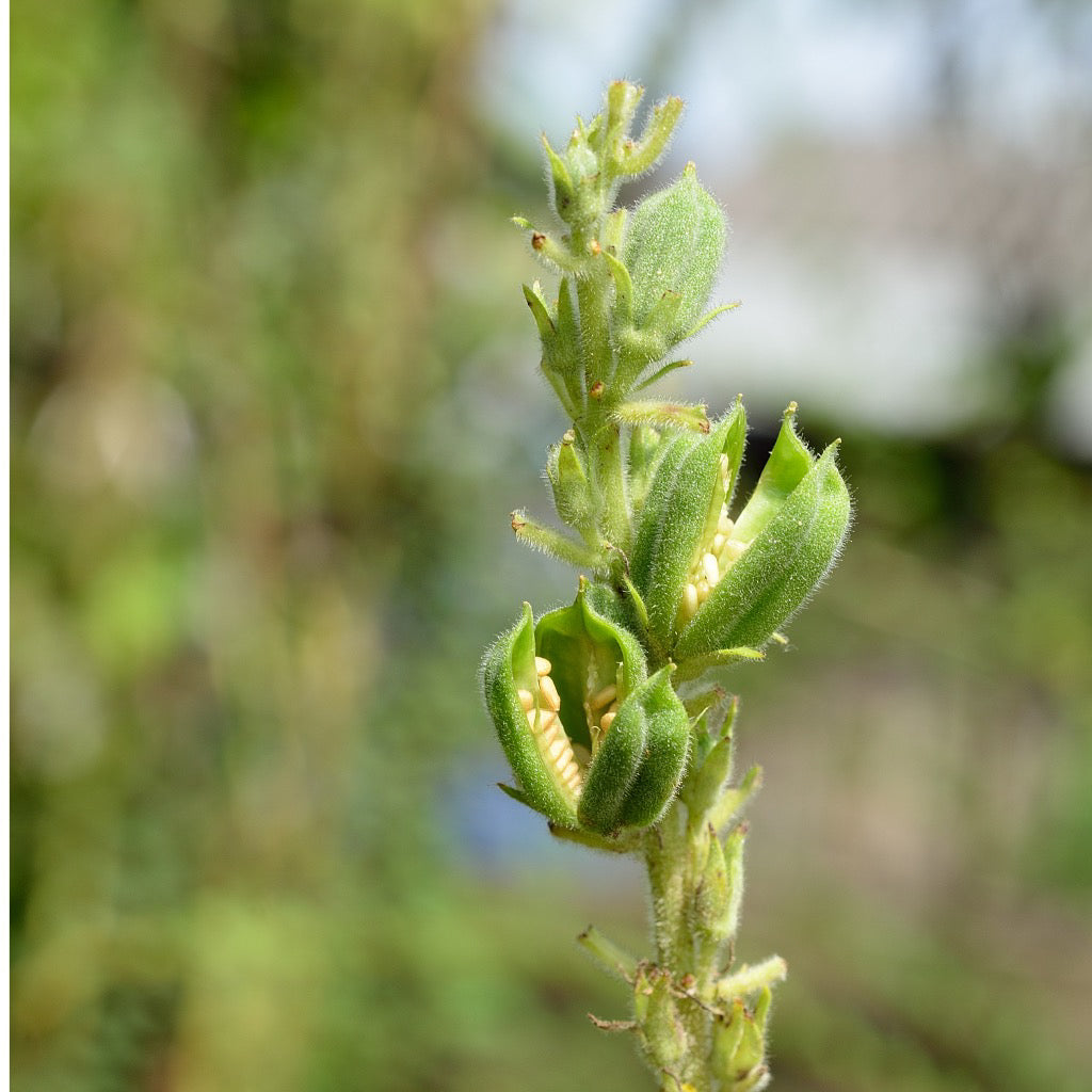 sesame seed plant