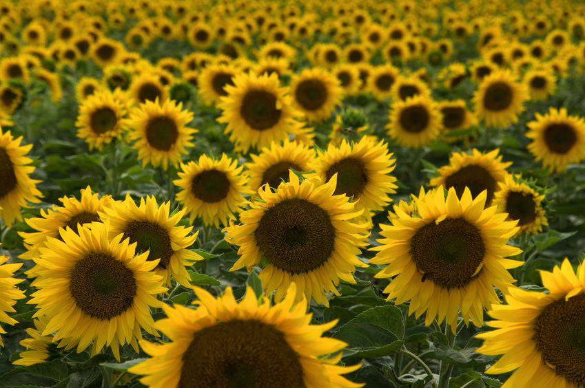 Sunflower Seeds – Terrasoul Superfoods