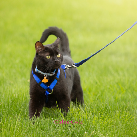 A black cat on a blue leash. You can train your cat to walk on a leash and it can be very beneficial to their health.