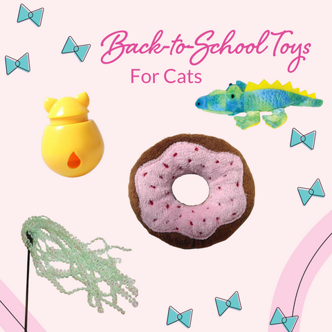 Back to School Toys for Cats
