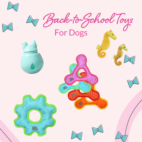 Back to School Toys for Dogs