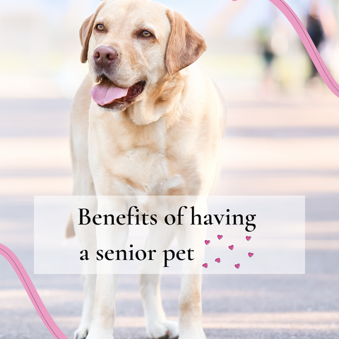 Benefit of having a senior pet | Chloe Cole Pet Couture