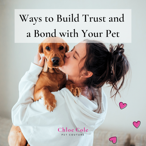 Ways to Build Trust and a Bond with Your Pet