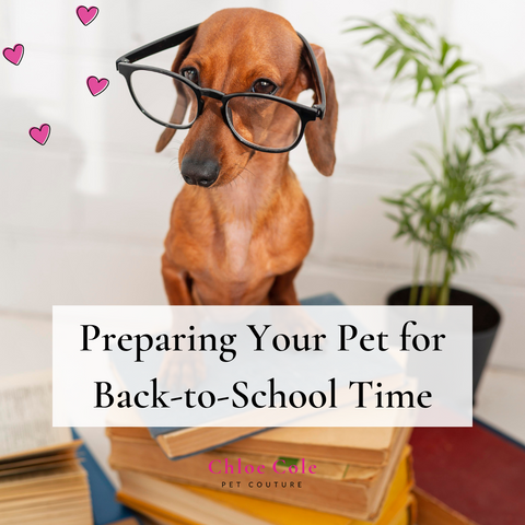 Preparing Your Pet for Back-to-School Time