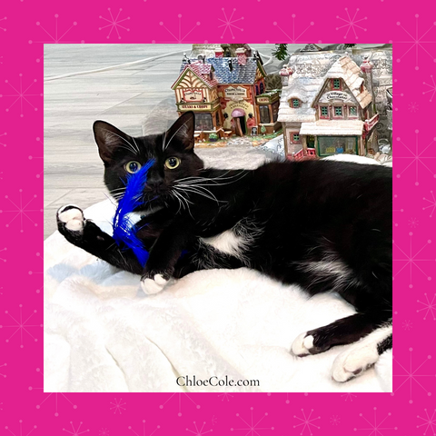 Chloe Cole Pet Couture Christmas Pets Blog