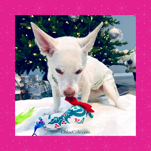 Chloe Cole Pet Couture Christmas Pets Blog