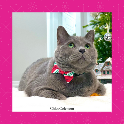 Chloe Cole Pet Couture Christmas Pets Blog