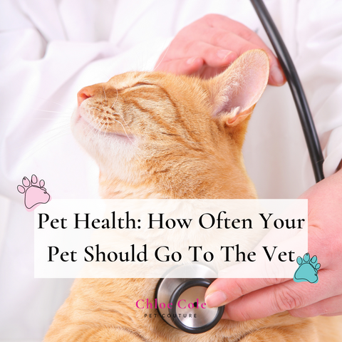 A picture of a cat at the vet getting checked up for a blog post about Pet Health and how often your pet should go to the vet.