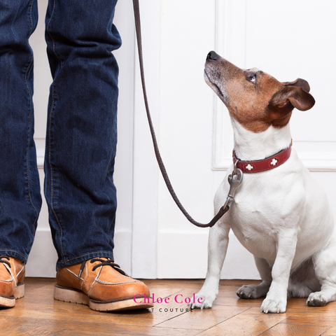 Keeping your pet calm when guests come over- dog on a leash