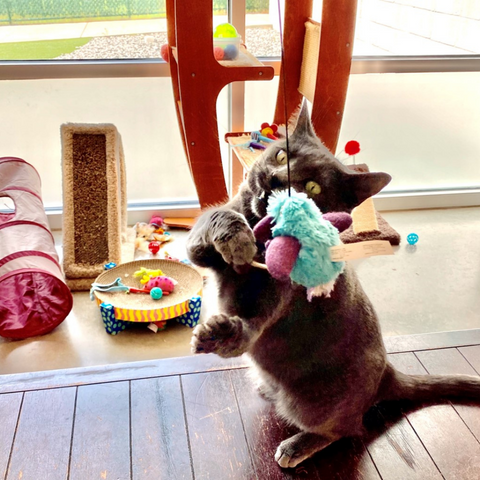 Best Friends Pet Care Resort Cat Daycare
