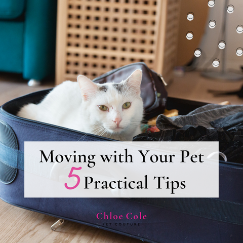 Moving with your Pet