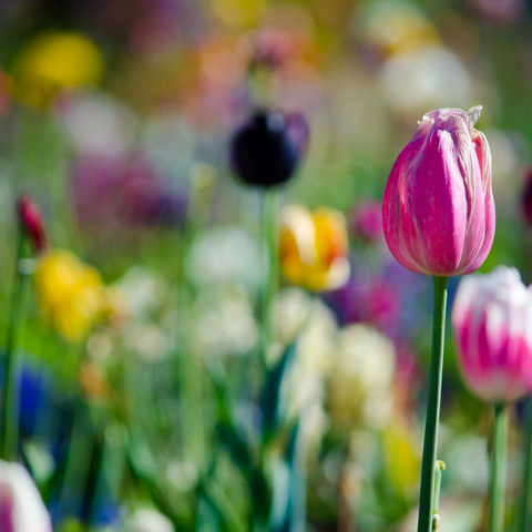 Pet Health- Springtime Hazards- Flowers