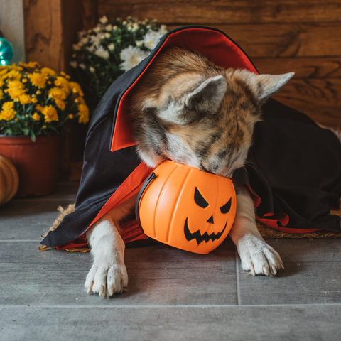 Stash the treat- Pet safety tips for the fall