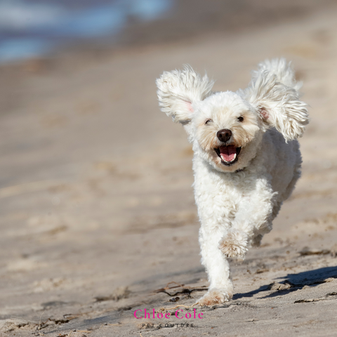 Summer activities for your pet- beach day