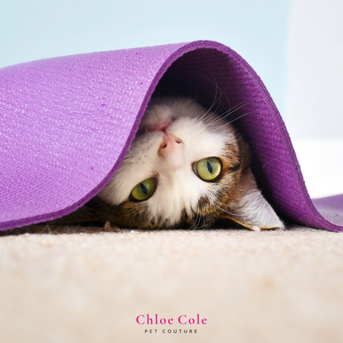 Summer activities for your cat- hide and seek