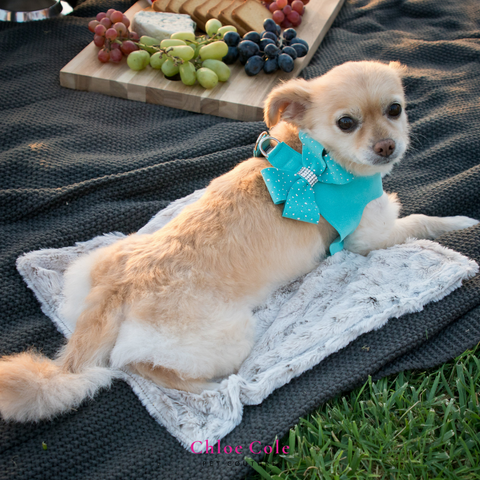 Summer activities for your pup- picnic