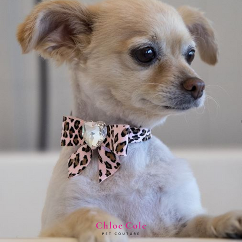 Tips for a great Pet Photo Shoot- Outfits- New Collar